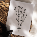 Mini Affiche "Thym" – Image 2