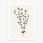 Mini Affiche "Thym"